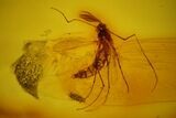 Fossil Fly (Chironomidae) and Wasp (Hymenoptera) in Baltic Amber #145402-1